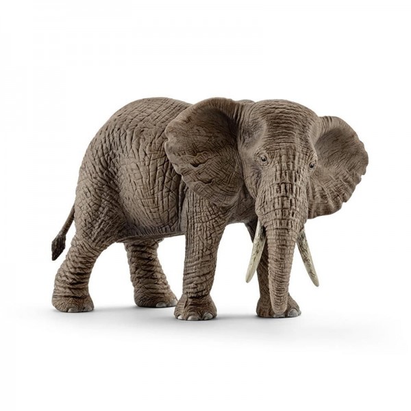 Afrikai elefánttehén
